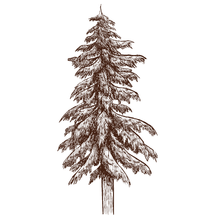 Detailed illustration of a pine tree on a white background