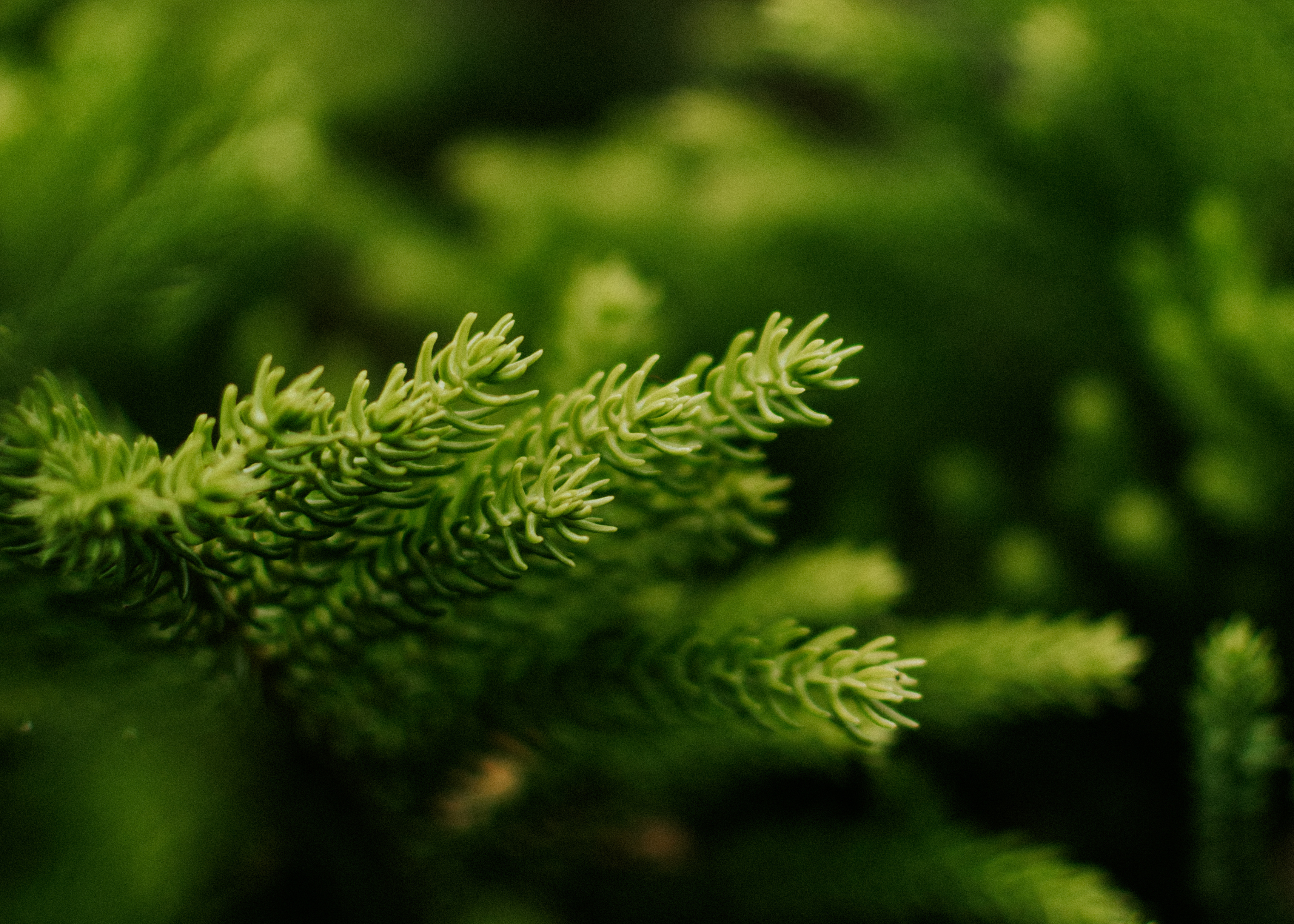 Close-up of green plant foliage with a blurred background.