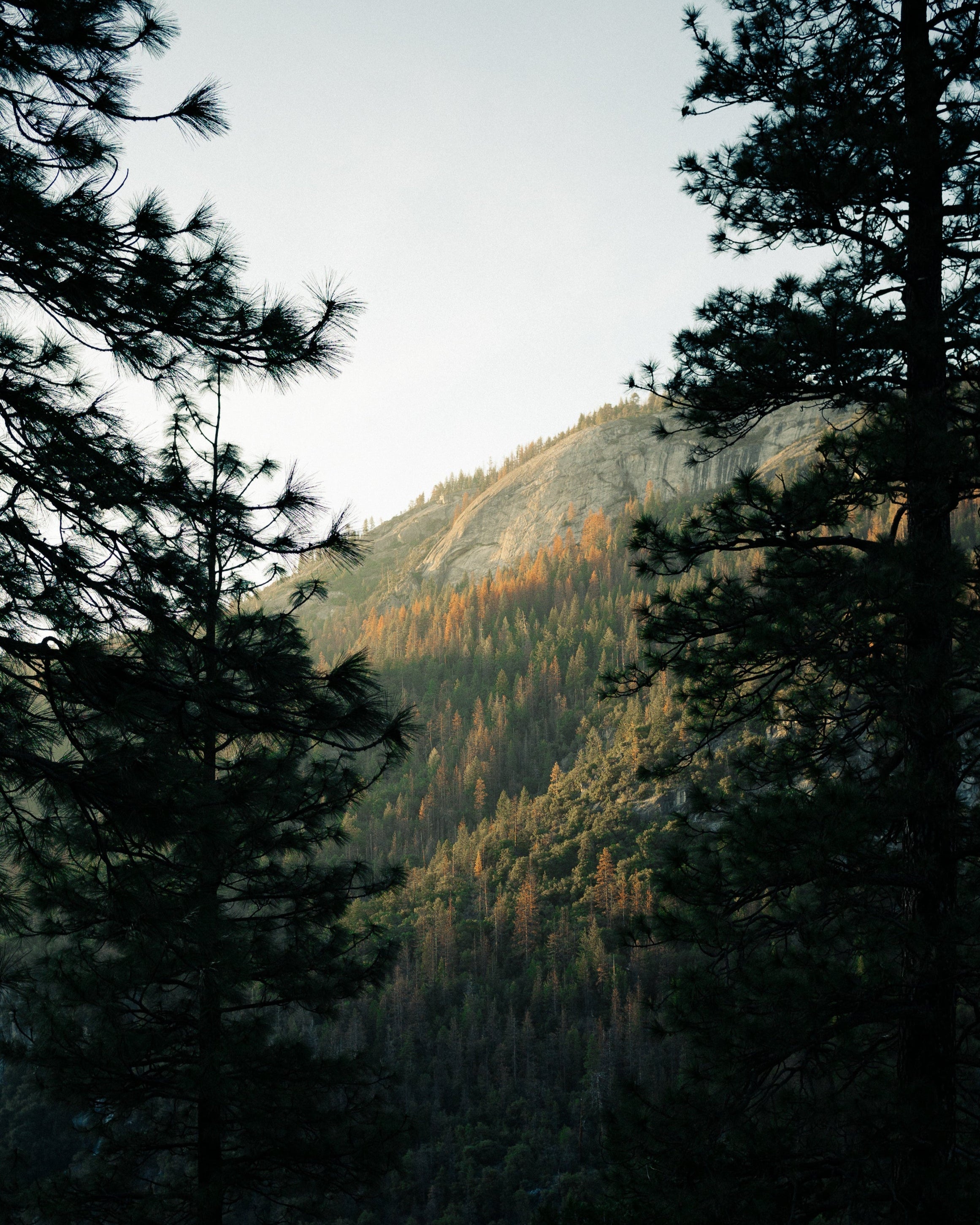 Autumn trees on hillside