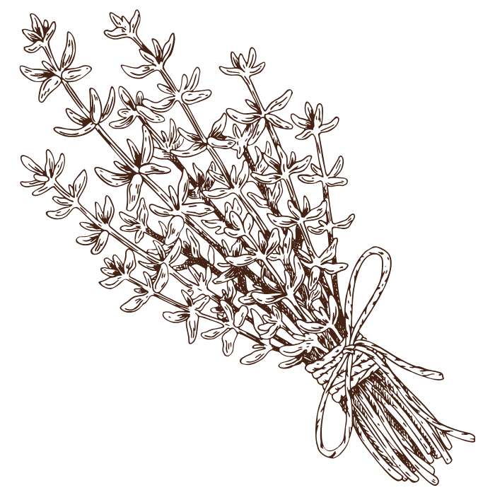 Illustration of a bundle of thyme on a white background