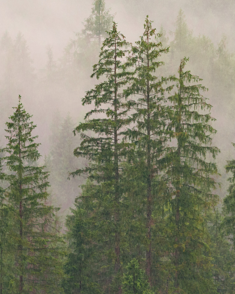 Pine tree Elty Life